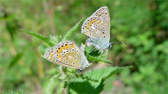 Insekten